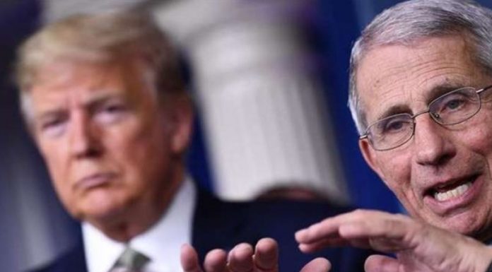 trump fauci