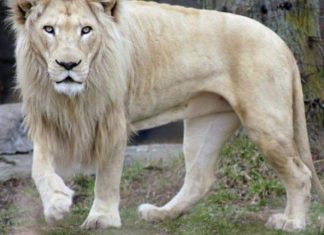 Luani parandalon vjedhjen në kopshtin zoologjik në Shkup