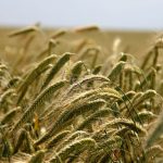 Rusia planifikon të shesë grurin e Ukrainës në Lindjen e Mesme