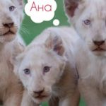 Hana, Ana dhe Luna janë tri luaneshat e vogla të cilat u lindën në kopshtit zoologjik në Shkup