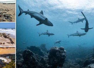 Këto janë dhjetë plazhet më të rrezikshme në botë