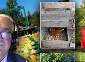 Emigranti shqiptar hap fermë në Kanada: Djemtë e mi me universitet kujdesen për frutat dhe perimet