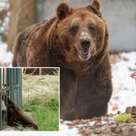 “E mbajtën rob për 20 vite”, CNN artikull për ariun e shpëtuar në Shqipëri