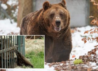“E mbajtën rob për 20 vite”, CNN artikull për ariun e shpëtuar në Shqipëri