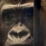 Çfarë e bën këtë Gorillë “më të trishtuarën në botë”