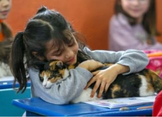 “Shkolla me putra”: Ideja gjeniale e një mësueseje në Turqi (FOTO)