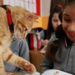Shkolla fillore e pazakontë në Turqi, ka 19 nxënës dhe 30 mace