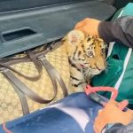Policia ndalon çiftin për shkelje rrugore, zbulon tigrin në bagazh
