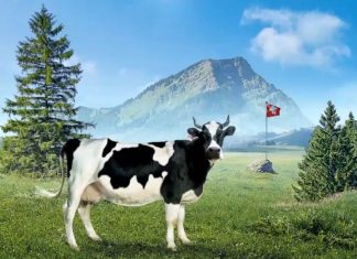 Cili është emri më i popullarizuar i lopës në Zvicër?