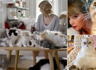 Macja e këngëtares Taylor Swift është kafsha e tretë më e pasur në botë, me një pasuri neto prej 92 milionë eurosh