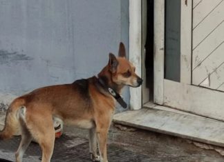 Si në filmin e famshëm, qeni pret jashtë derës së shtëpisë për pronarin e vdekur