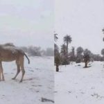 Për herë të parë pas 11 vitesh, ndodh fenomeni i pazakontë në Sahara