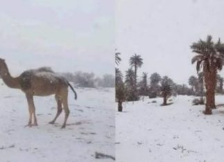 Për herë të parë pas 11 vitesh, ndodh fenomeni i pazakontë në Sahara