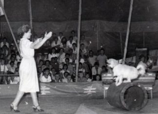 Ndahet nga jeta Sanie Baçova, gruaja e parë dhe e vetme që zbuste kafshët në Cirkun Shqipëtar