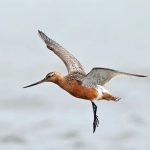 Zogu i veçantë thyen Rekordin Guinness, fluturon nga Alaska në Australi pa ndalesë