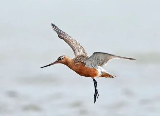 Zogu i veçantë thyen Rekordin Guinness, fluturon nga Alaska në Australi pa ndalesë