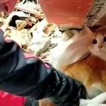 Momenti emocionues, macja nuk pranon të dalë nga rrënojat pa të zotin (VIDEO)
