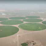 Emiratet mbjellin grurë në shkretëtirë (VIDEO)