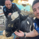 Tjetër mrekulli në Turqi: Shpëtohet një lopë pas 17 ditësh nën rrënoja