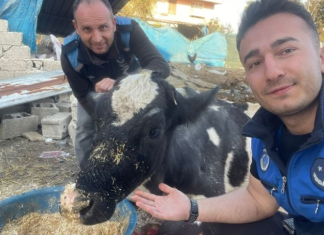 Tjetër mrekulli në Turqi: Shpëtohet një lopë pas 17 ditësh nën rrënoja