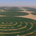 Arabia Ѕaudite habit botën, mbjell grurë në ѕhkretëtirë