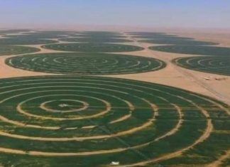 Arabia Ѕaudite habit botën, mbjell grurë në ѕhkretëtirë