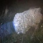 Si në filma, i burgosuri tenton të arratiset nga qelia duke u maskuar si dele