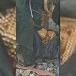 Ekipet e kërkim-shpëtimit gjejnë çantën plot me rripa floriri, nën rrënojat e ndërtesave të shembura në Turqi (VIDEO)