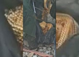 Ekipet e kërkim-shpëtimit gjejnë çantën plot me rripa floriri, nën rrënojat e ndërtesave të shembura në Turqi (VIDEO)