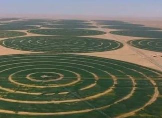 Arabia Saudite habit botën, mbjell grurë në shkretëtirë