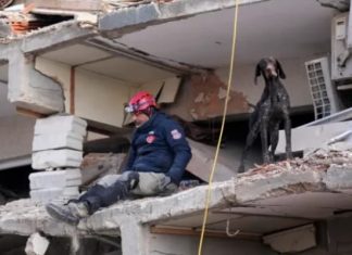 Heronjtë me katër këmbë: Si ndihmojnë qentë në gjetjen e viktimave të tërmetit?