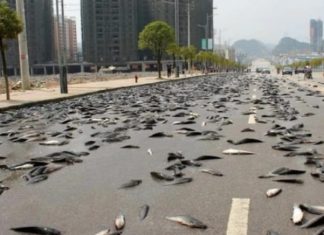 Fenomen i çuditshëm në Australi, bie “shi me peshq” në qytetin që ndodhet qindra kilometra larg vijës bregdetare