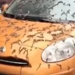 Ç’po ndodh në Kinë? Krimbat filluan të binin nga qielli (VIDEO)