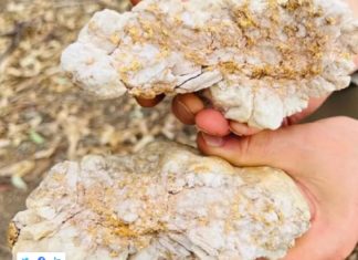 Një australian gjen gurin prej ari 4.6 kg me vlerë marramendëse