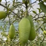 Në Lushnje po kultivohet limoni më i shtrenjtë në botë, 87 euro për kilogram