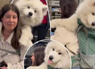 Bën xhiron e rrjetit, gruaja mban në shpinë qenin me peshë 52 kg