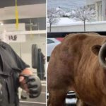 Bujar Muli: Ta rrëzojë kafshën prej 1.283 kg me grusht, sfida ime e radhës