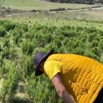 Lë emigrimin për t’u marrë me bujqësi në Shqipëri, shet një euro kilogramin e rozmarinës