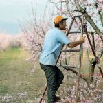 ermerët grekë kërkojnë forcë punëtore: Na mungojnë shqiptarët, ata janë më të mirët