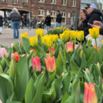 Festivali vjetor: Rrugët dhe urat e Amsterdamit, plot tulipanë (FOTO)