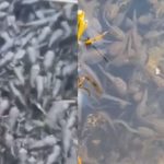 E pazakontë, burri kërkon të ndërtojë një “ushtri bretkosash”, ambientalistët kundër