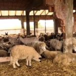 Fermeri nga Istogu që mban 500 dele, thotë se jeta në fshat është e bukur