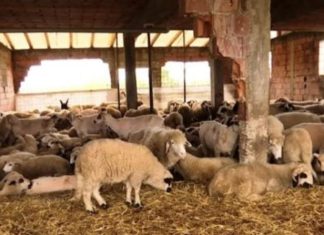 Fermeri nga Istogu që mban 500 dele, thotë se jeta në fshat është e bukur