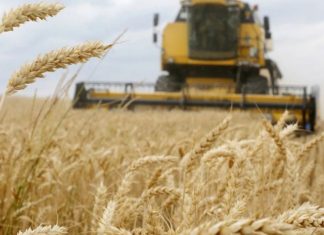 Fermerët e Maqedonisë kërkojnë që shteti të blejë grurin që është tepricë