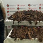 Operacioni i padëgjuar policor, sekuestrohen 10 thasë me flokë njeriu në aeroport