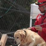 Turqia i dhuron një qenush Meksikës pasi qeni shpëtimtar ngordhi në gjetjen e të mbijetuarve të tërmetit