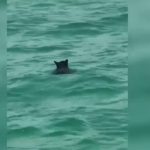 Vapa ‘torturon’ ariun, kridhet në det së bashku me pushuesit (VIDEO)