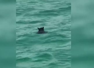 Vapa ‘torturon’ ariun, kridhet në det së bashku me pushuesit (VIDEO)