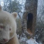 Panda e vetme “albine” gjendet në Kinë