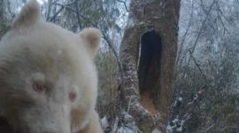 Info Shqip: Panda e vetme “albine” gjendet në Kinë